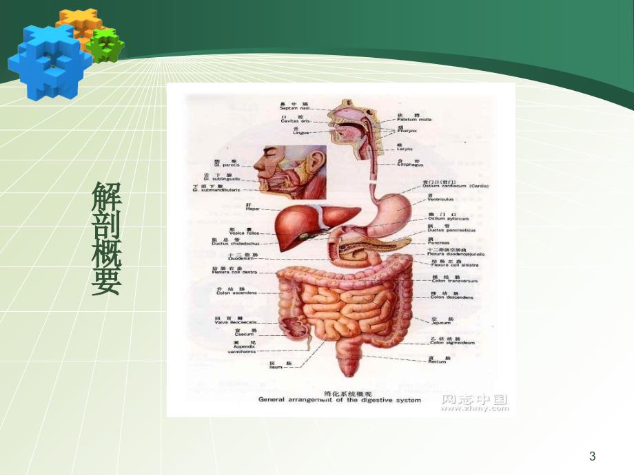 大肠疾病的护理知识课件_第3页