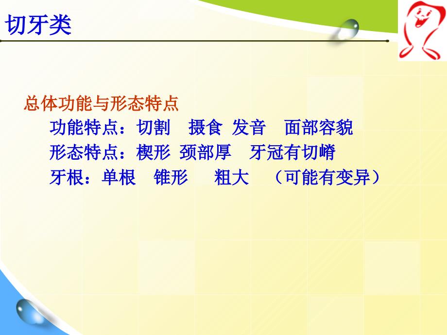 口腔解剖生理学――恒牙的解剖外形切牙 ppt课件_第3页