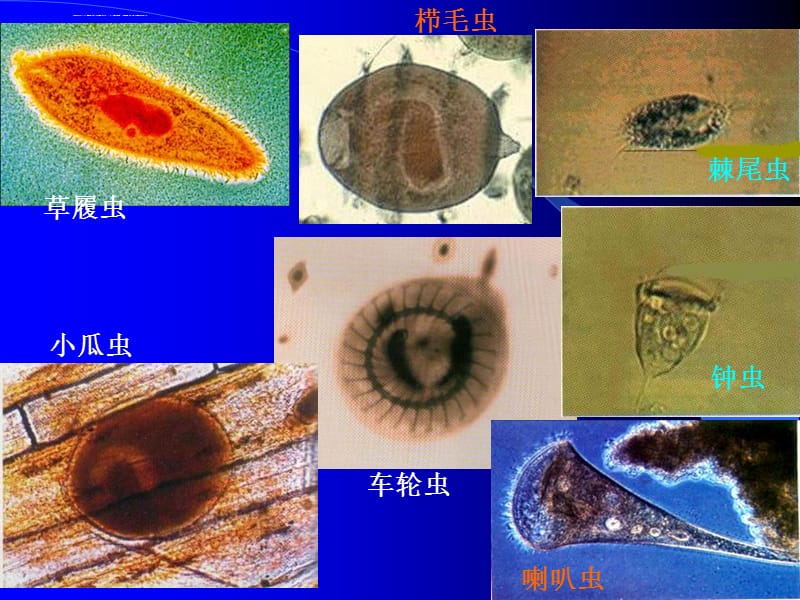 原生动物的系统发展课件_第5页