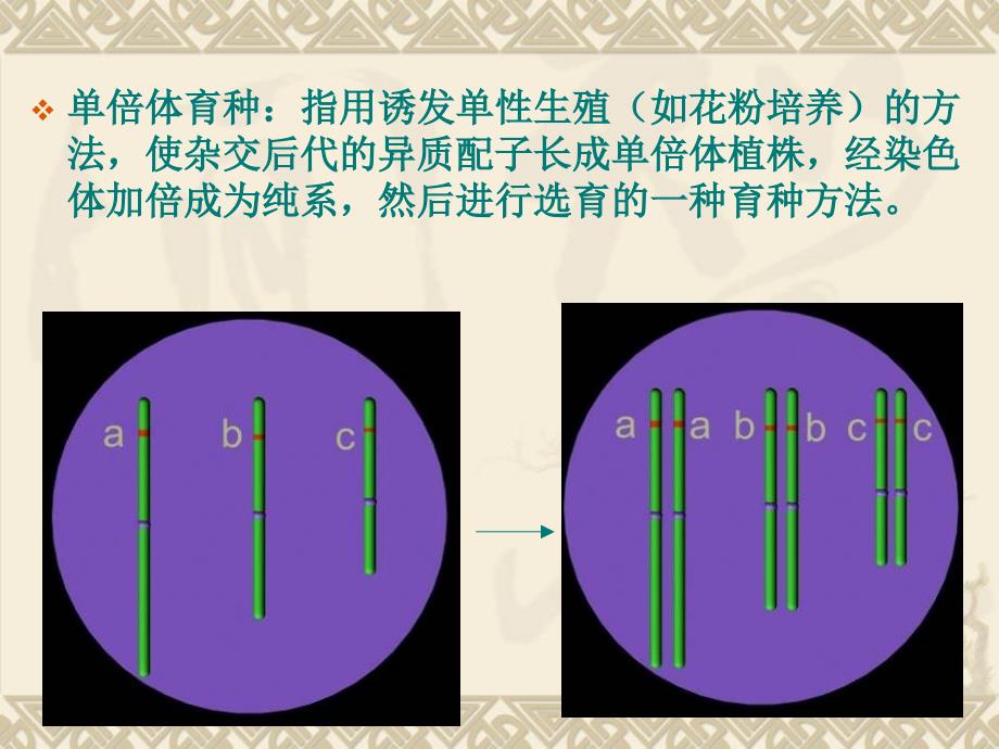 园林植物花卉育种学ppt课件第9章 单倍体育种_第3页