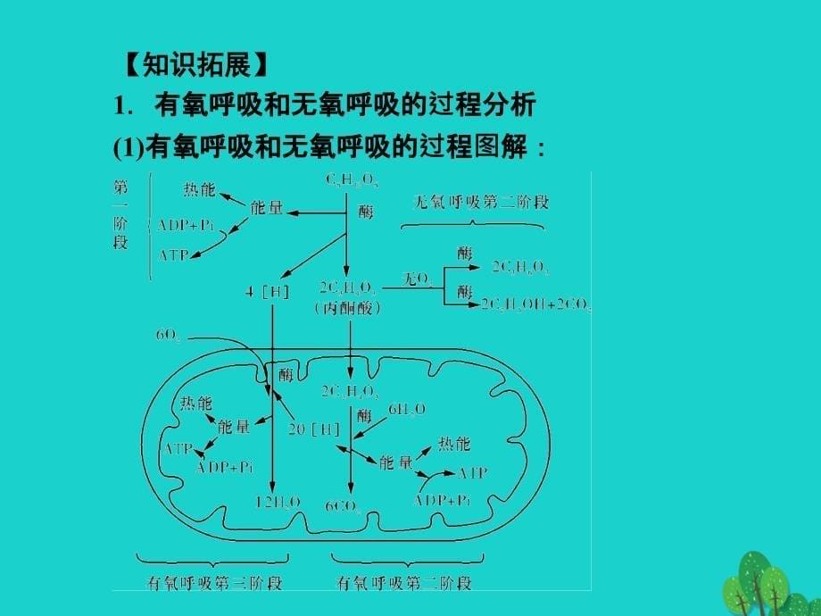 高考生物一轮总复习 第五章 细胞的能量供应和利用 5.2 ATP的主要来源—细胞呼吸（1）（呼吸的类型及过程）优质课件 新人教版必修1_第5页