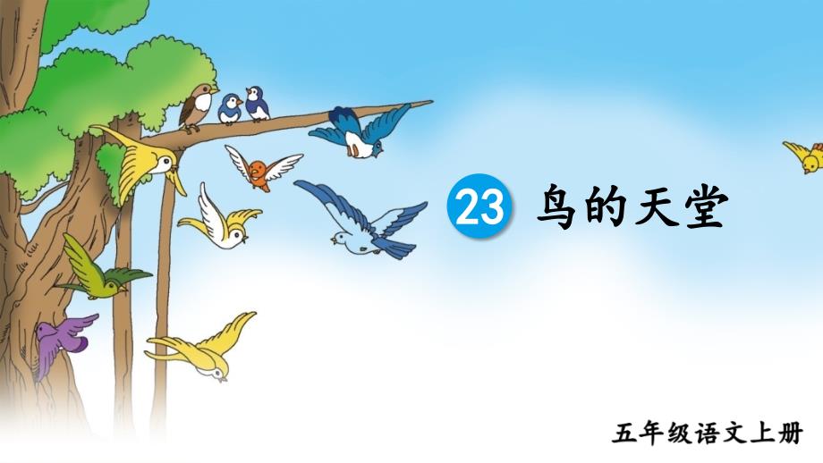 部编人教版五年级语文上册《23鸟的天堂》优秀课件_第1页
