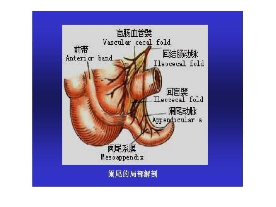 阑尾的解剖PPT_第5页