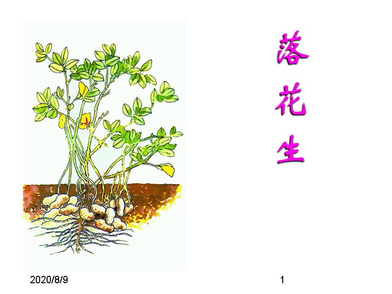 最新部编版小学五年级上册语文（课堂教学课件2）落花生_第1页