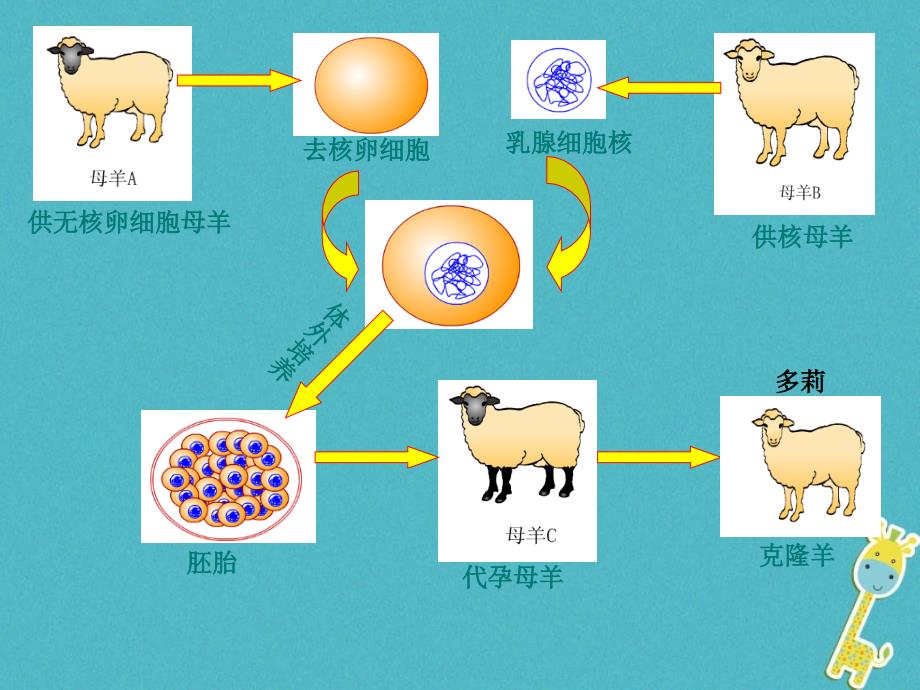 2017-2018学年七年级生物上册 第二单元 第一章 第四节 细胞的生活（第2课时）课件 （新版）新人教版_第4页