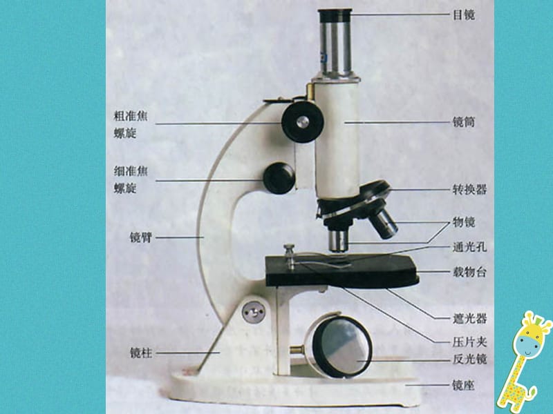 2017-2018学年七年级生物上册 第二单元 第一章 第一节 练习使用显微镜课件2 （新版）新人教版_第2页