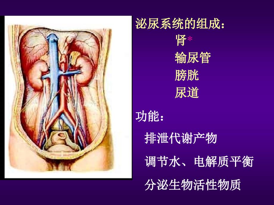 四川大学组胚课件 17.泌尿系统_第2页