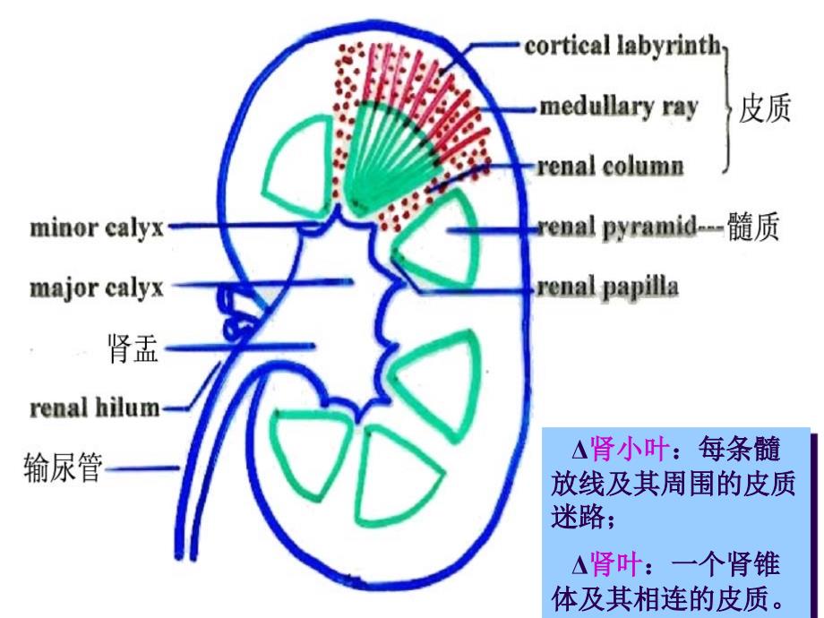 四川大学组胚课件 17.泌尿系统_第4页