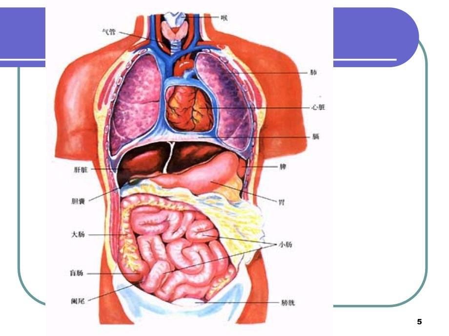 人体八大系统-文档资料_第5页