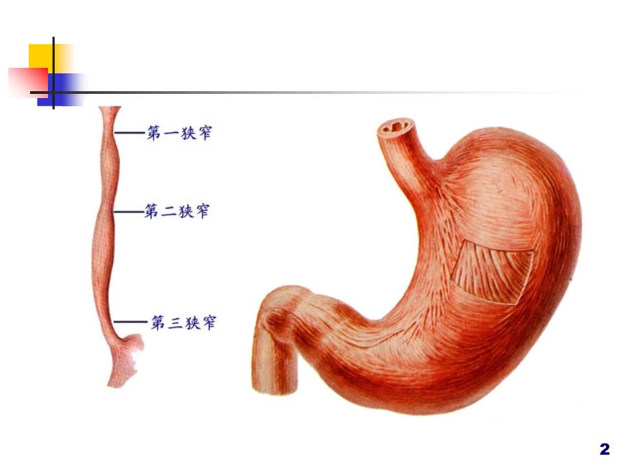 腹膜腔的概念-文档资料_第2页