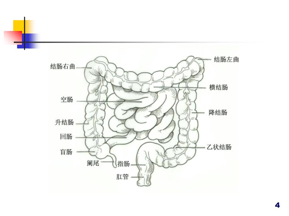 腹膜腔的概念-文档资料_第4页