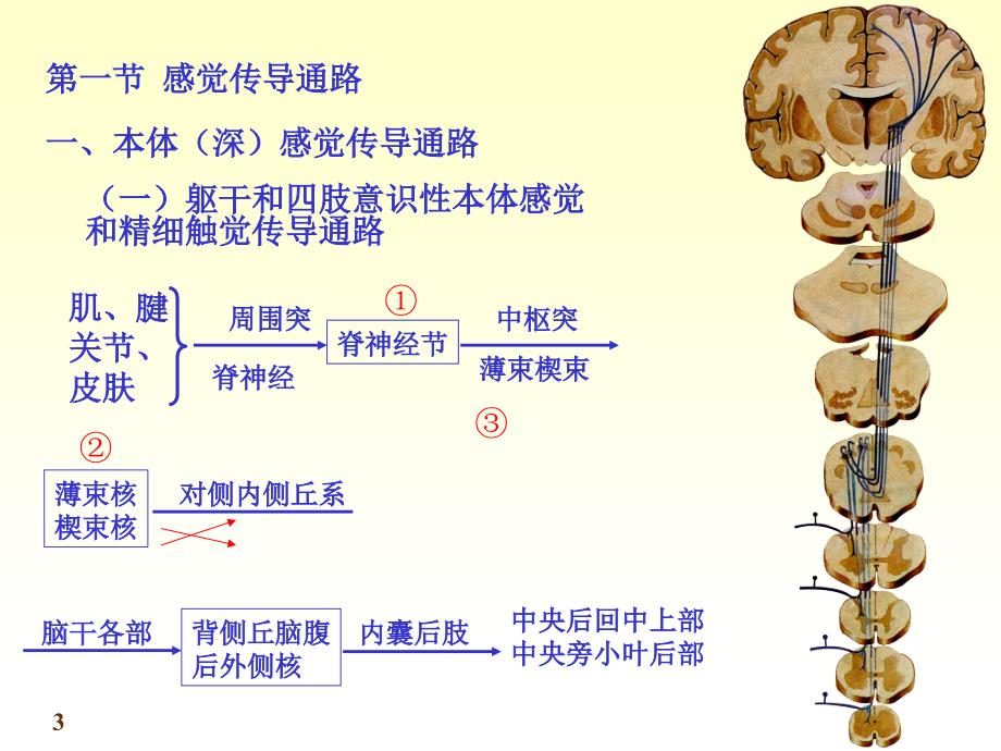 神经系统传导路-文档资料_第3页