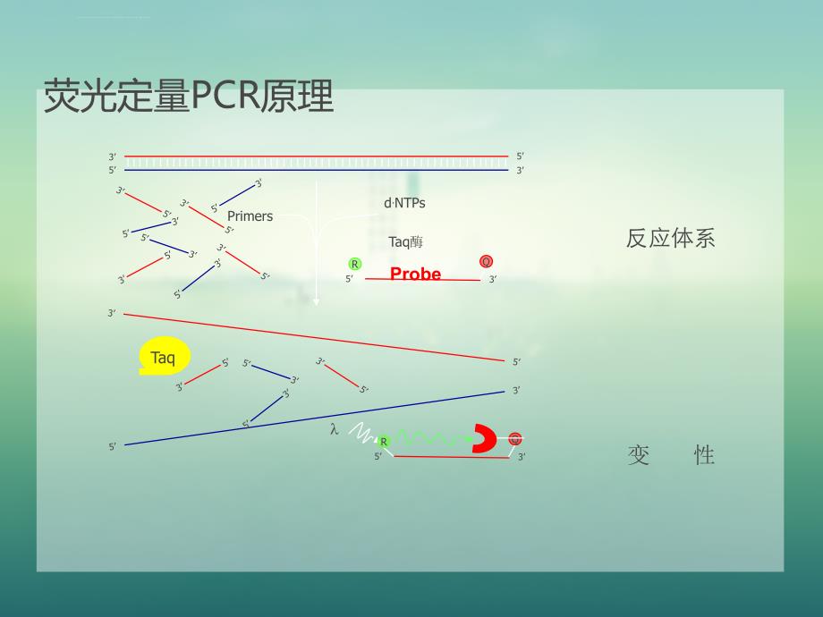 荧光定量PCR原理及操作规范课件_第2页