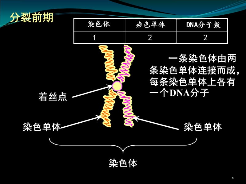 染色体与DNA、姐妹染色单体的数量关系-文档资料_第2页
