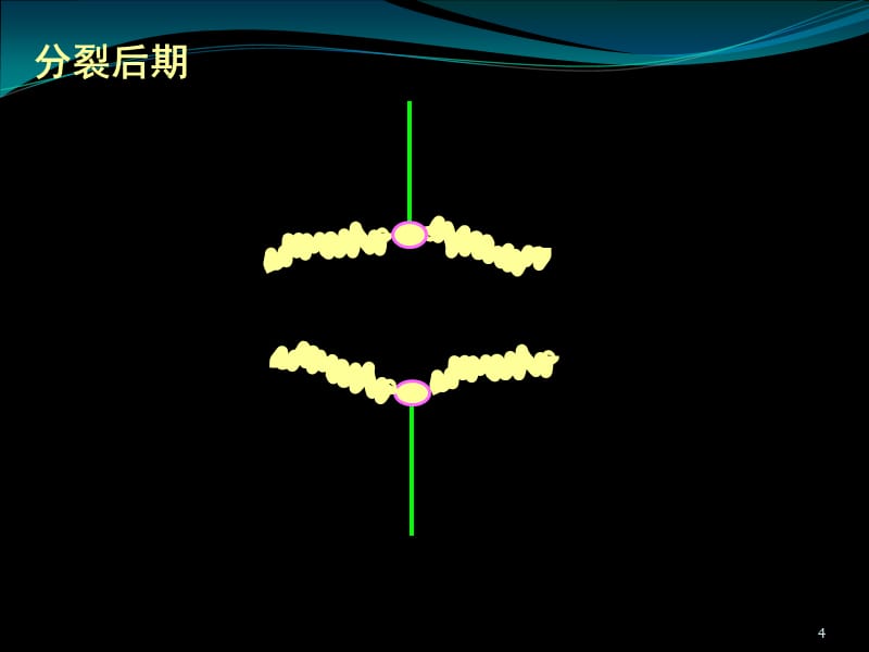 染色体与DNA、姐妹染色单体的数量关系-文档资料_第4页