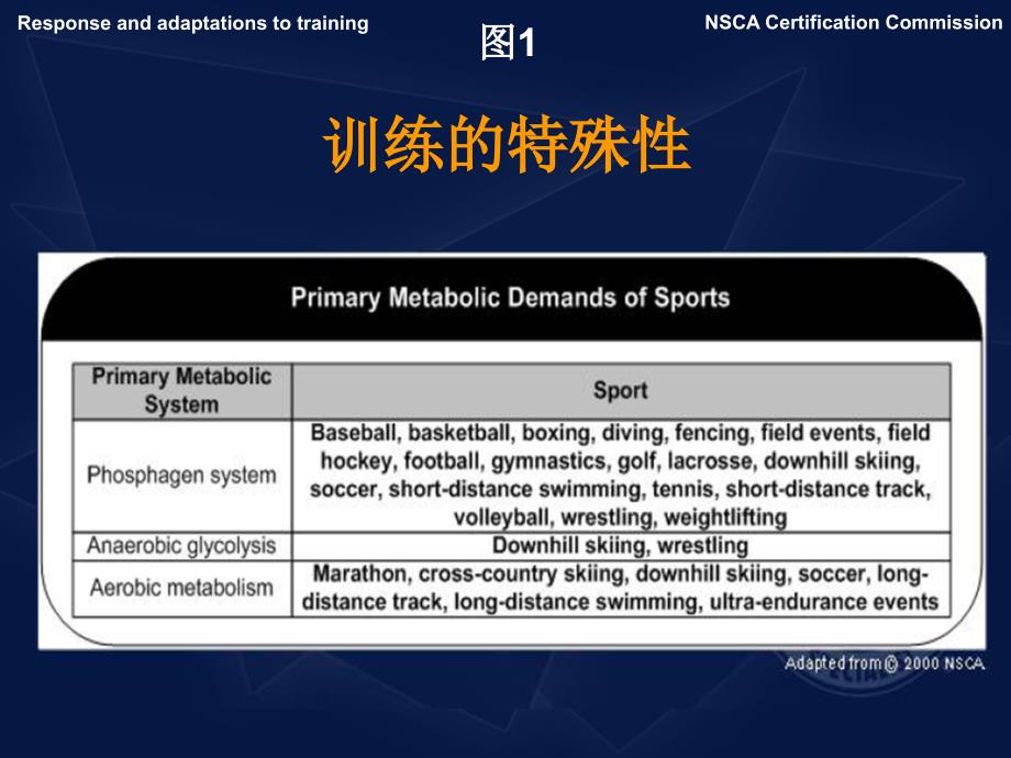 体能训练的反应和适应-文档资料_第4页