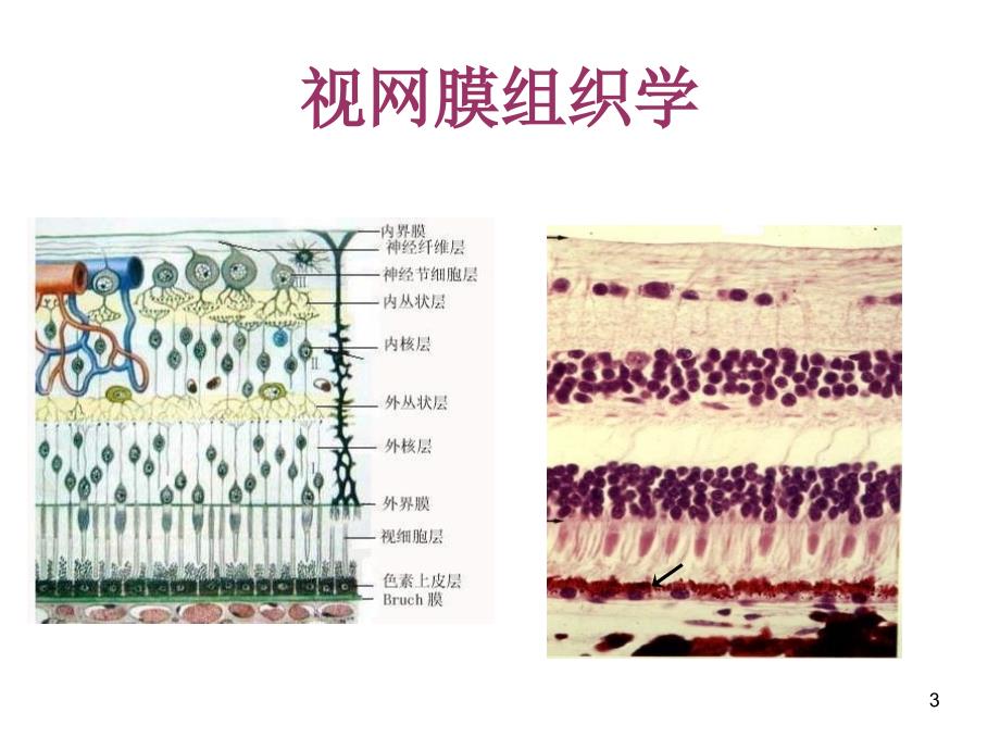 视网膜解剖特点-文档资料_第3页