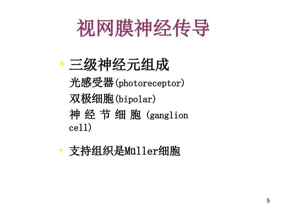 视网膜解剖特点-文档资料_第5页