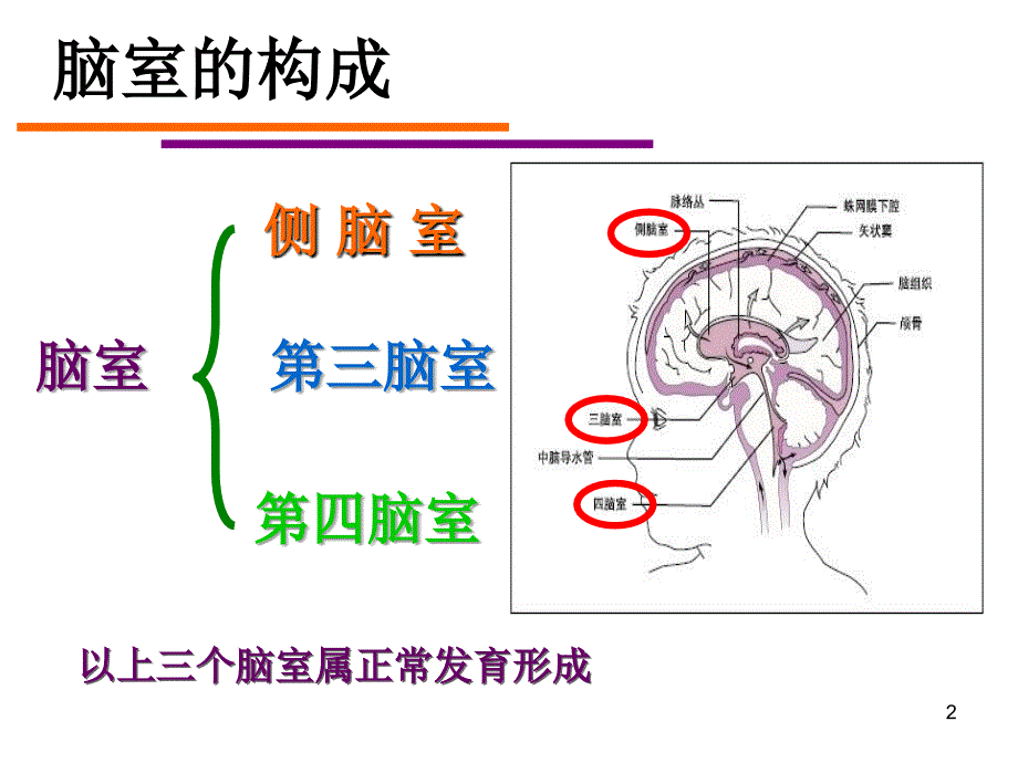 脑室系统及脑脊液循环-文档资料_第2页