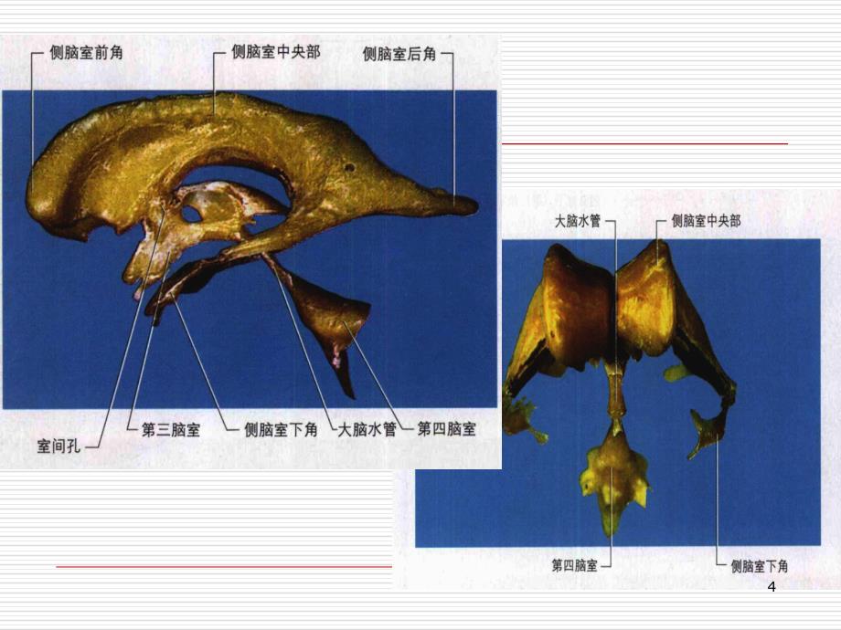 脑室系统及脑脊液循环-文档资料_第4页