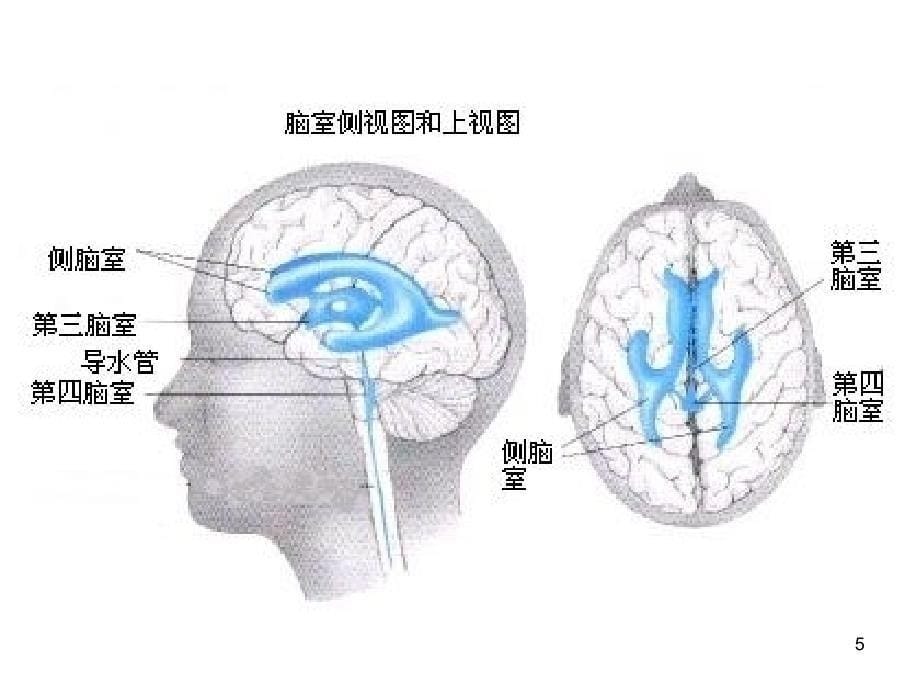 脑室系统及脑脊液循环-文档资料_第5页