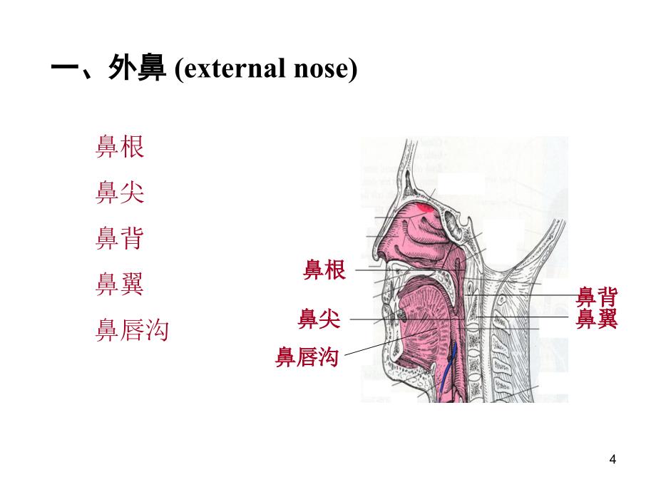 呼吸系统-文档资料_第4页