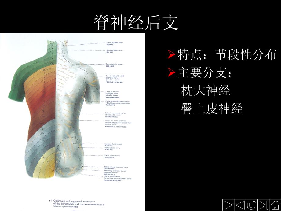 脊神经支配-文档资料_第3页