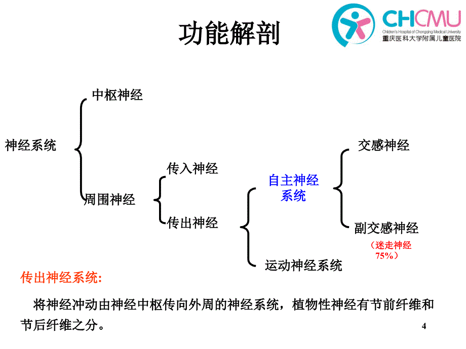 自主神经系统-文档资料_第4页