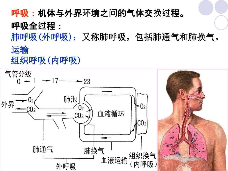 呼吸系统疾病的体育康复课件_第2页