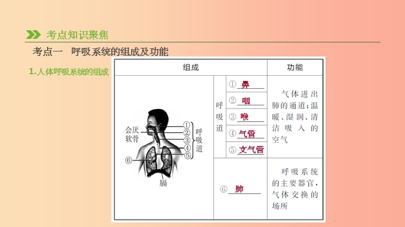 201X年中考生物专题复习四生物圈中的人第13课时人体的呼吸课件新人教版_第2页