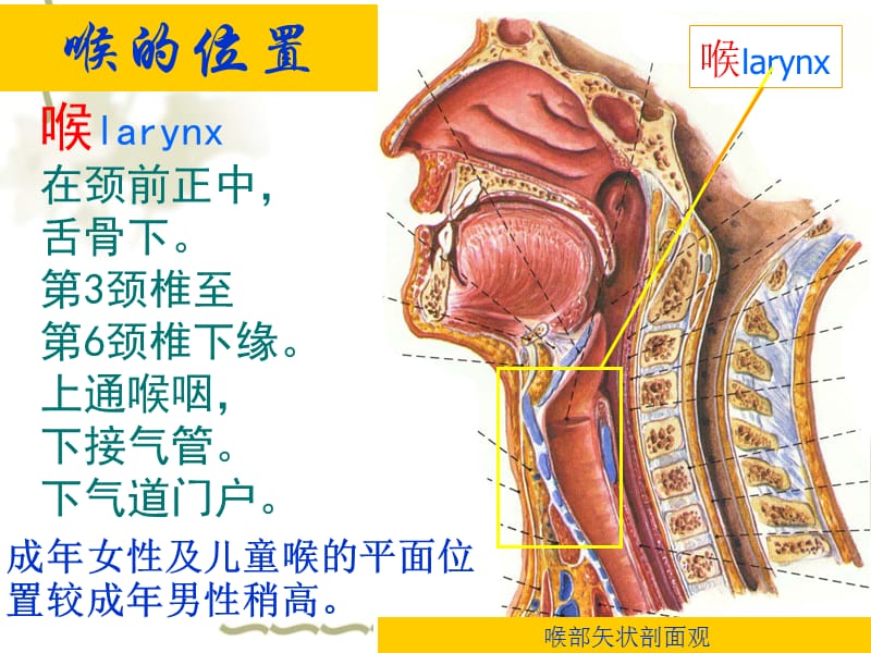 喉解剖及临床 ._第2页