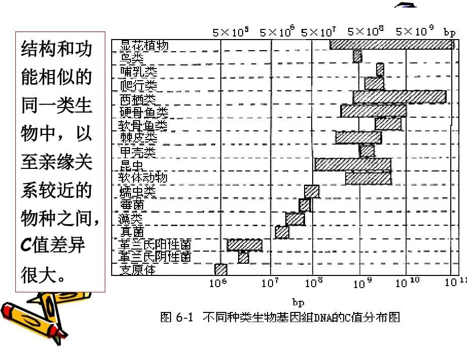 真核生物的遗传分析课件_第5页