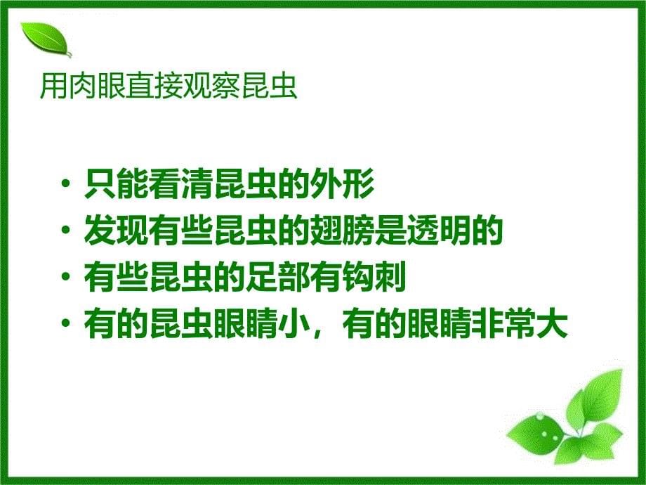 教科版六年级下册科学第一单元微小世界《放大镜下的昆虫世界》课件_第5页