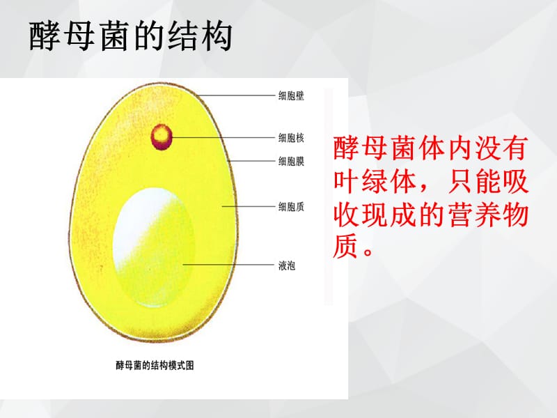 单细胞的生物体 课件.ppt_第4页