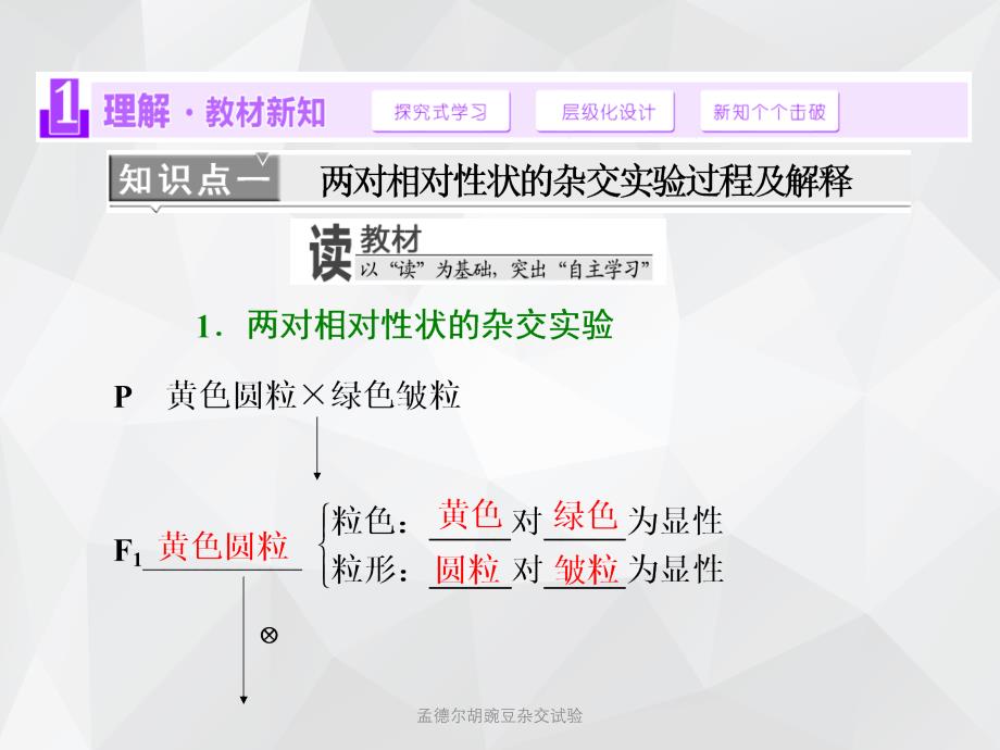 孟德尔胡豌豆杂交试验 .ppt_第4页