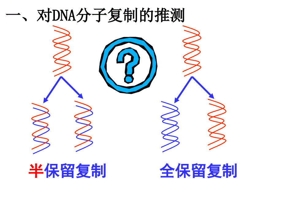 生物《DNA的复制》PPT课件（新人教版必修2）_第4页