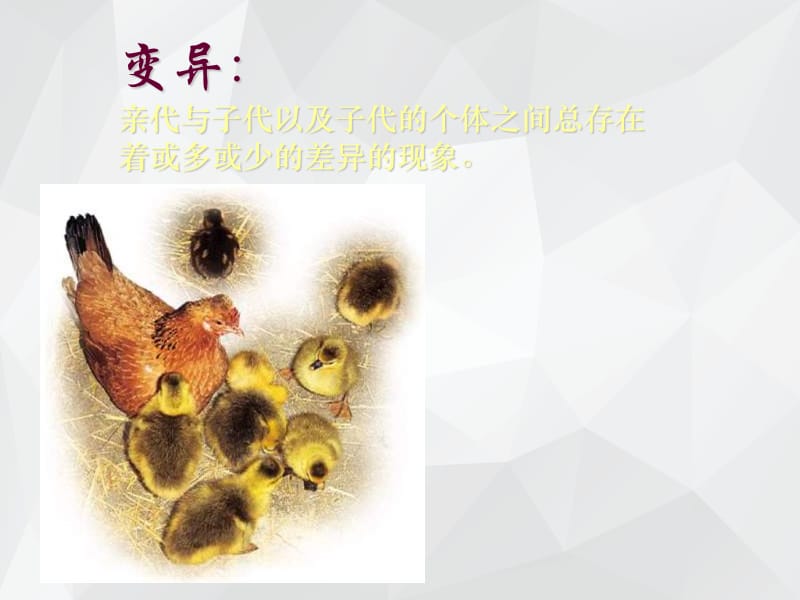 生物的变异 .ppt_第4页