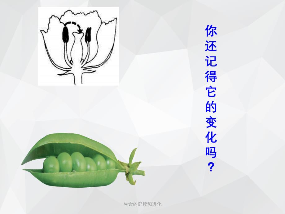 生命的延续和进化 .ppt_第1页