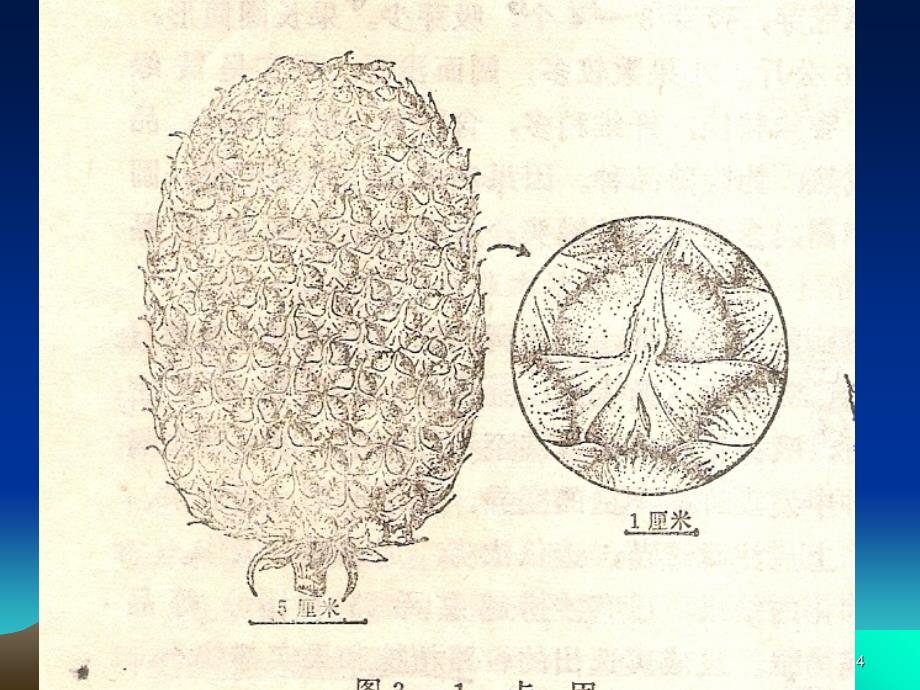 菠萝种植技术PPT_第4页