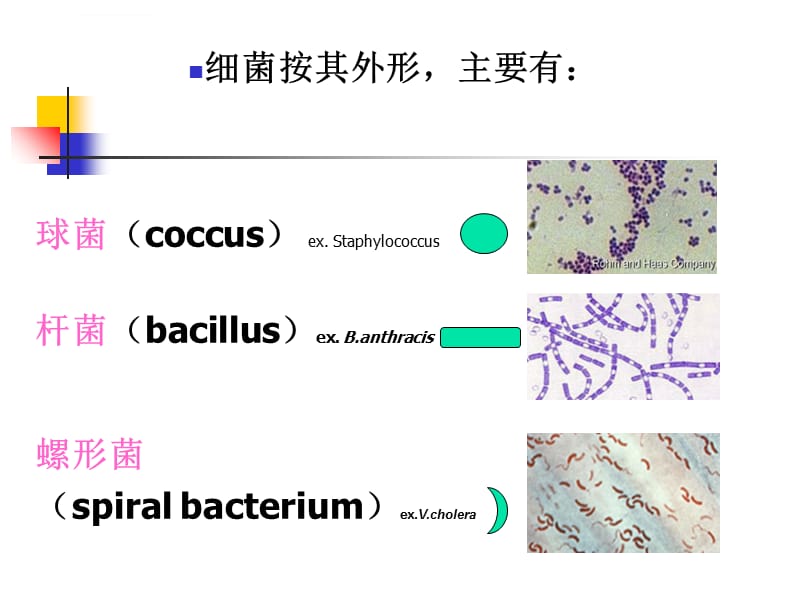 第1章 细菌的基本性状课件_第2页