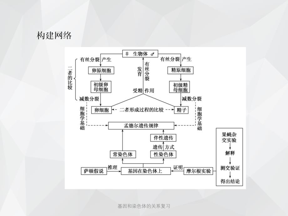 基因和染色体的关系复习 .ppt_第4页