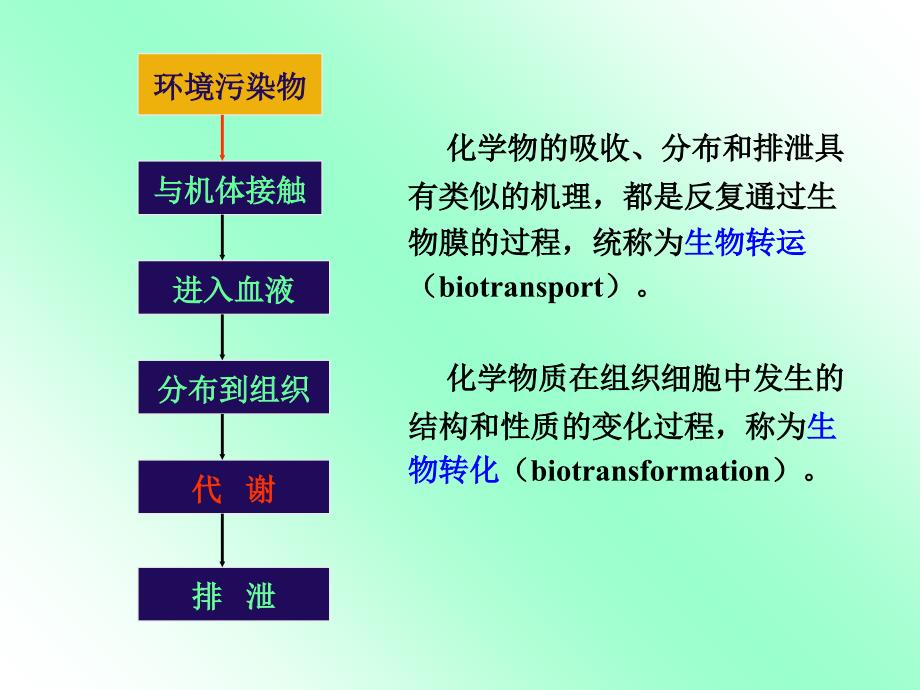 环境化学物的生物转运与生物转化2解析课件_第2页