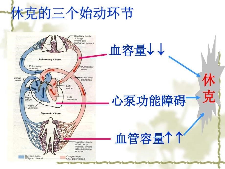 1259编号休克的分类及抢救_第5页