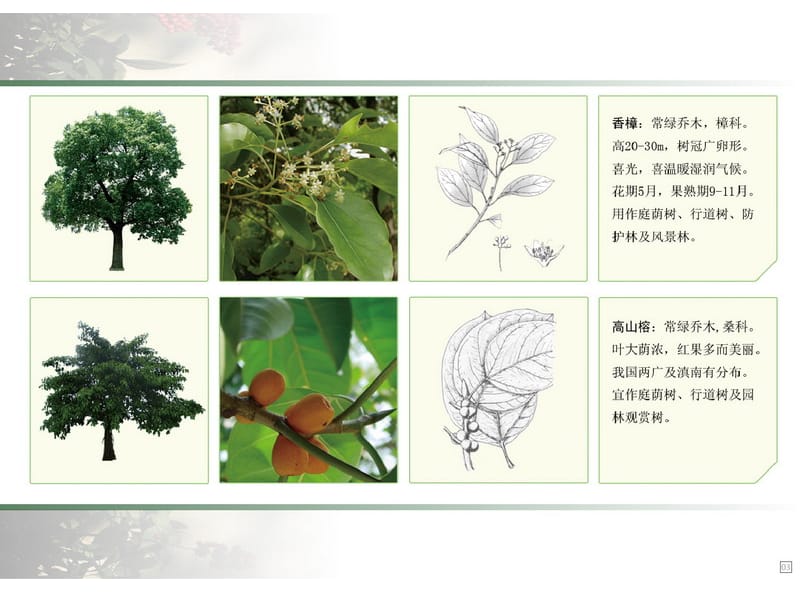 园林景观常用植物图例及文注课件_第4页