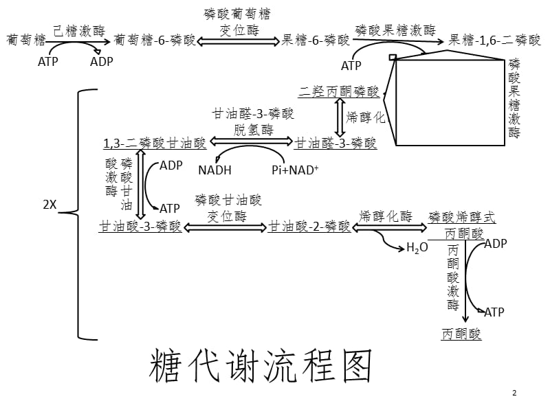 糖代谢途径PPT_第2页