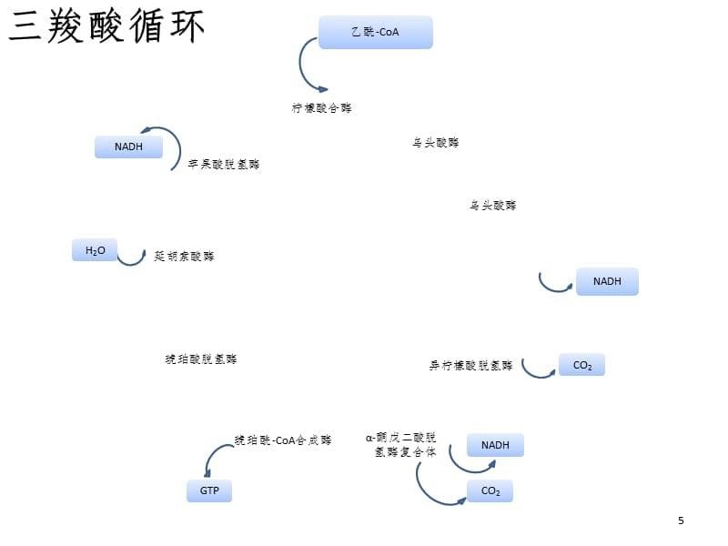 糖代谢途径PPT_第5页