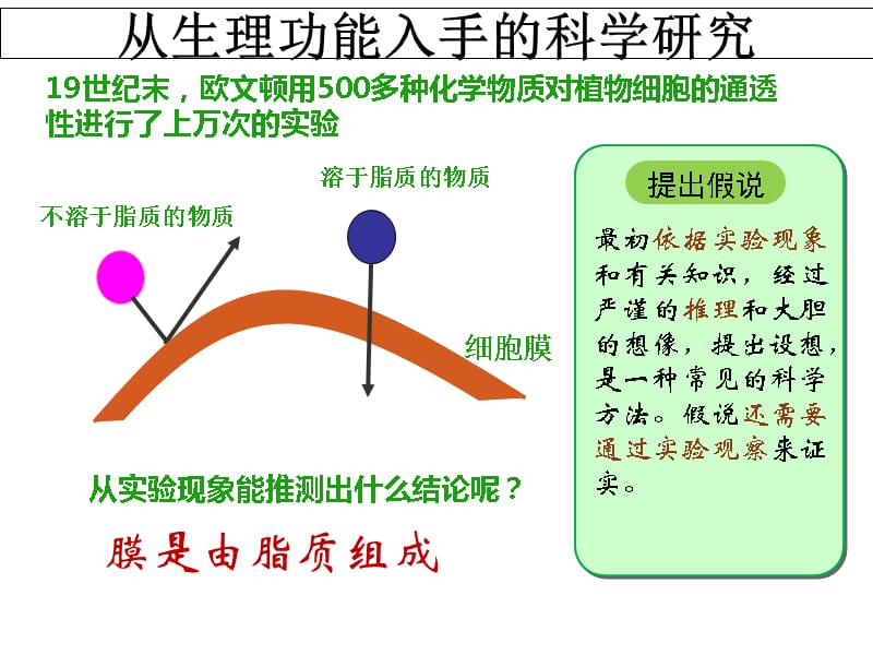 生物膜的流动镶嵌模型讲课课件_第2页