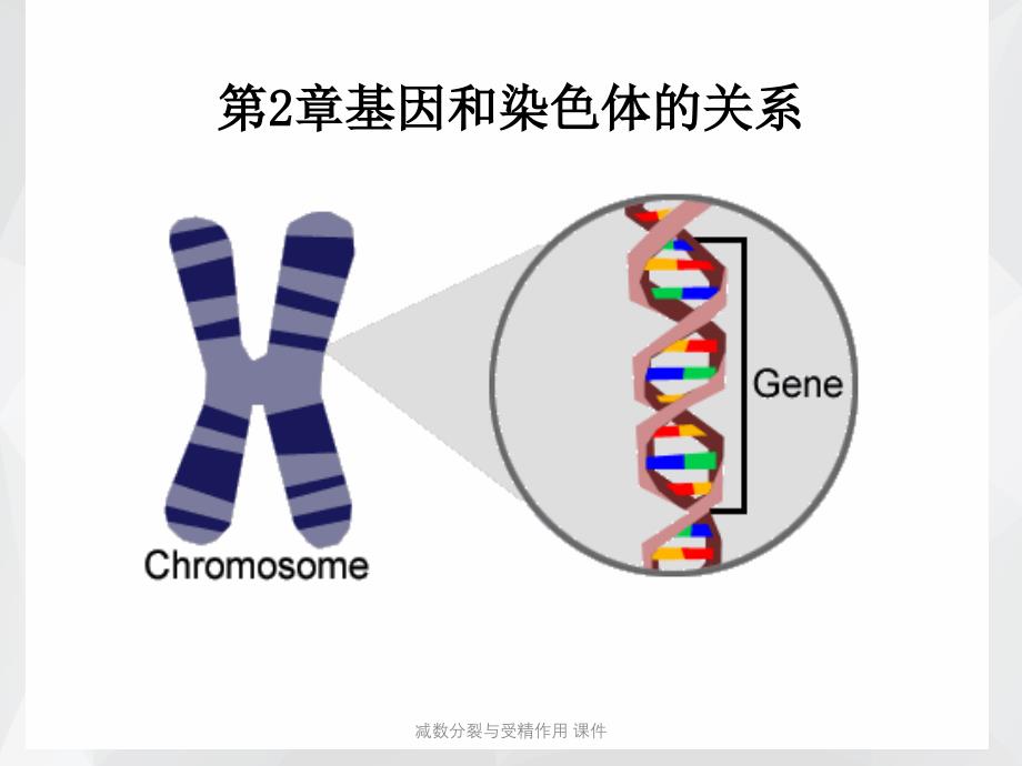 减数分裂与受精作用 课件.ppt_第1页