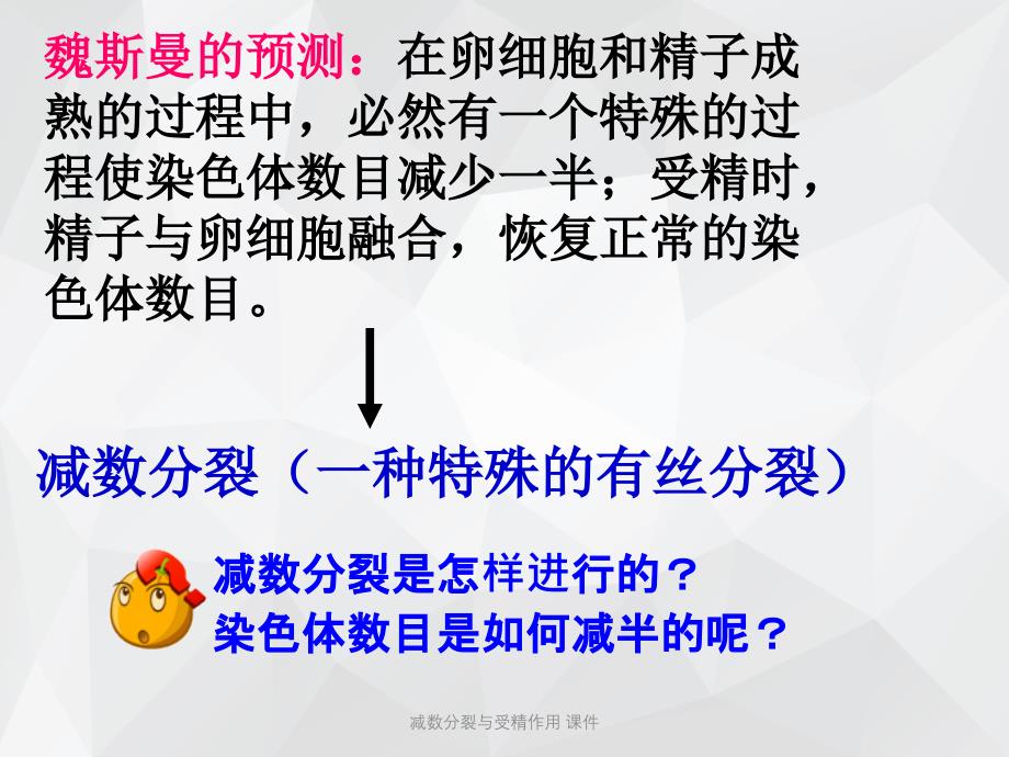 减数分裂与受精作用 课件.ppt_第4页