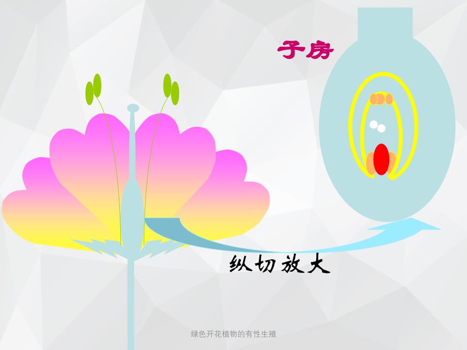 绿色开花植物的有性生殖 .ppt_第3页